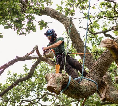 Emergency Tree Removal