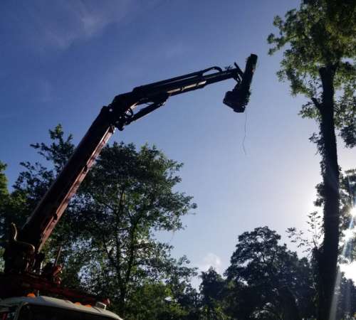 Residential Tree Removal