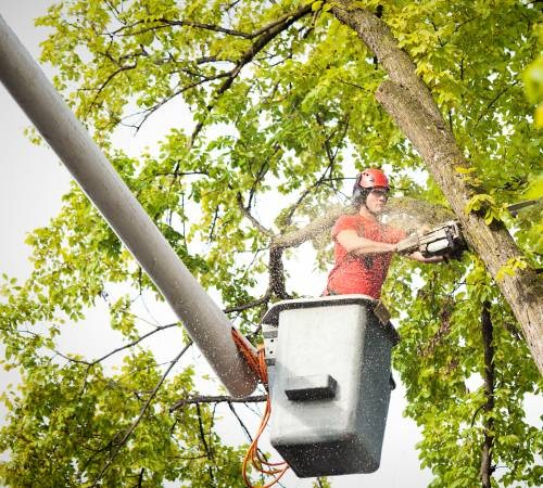 When Do You Need Tree Removal Services in Williston, FL?
