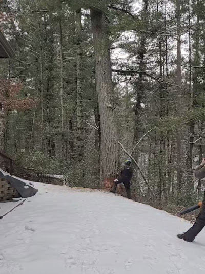 Tree service by Tree Magician LLC in Williston Florida