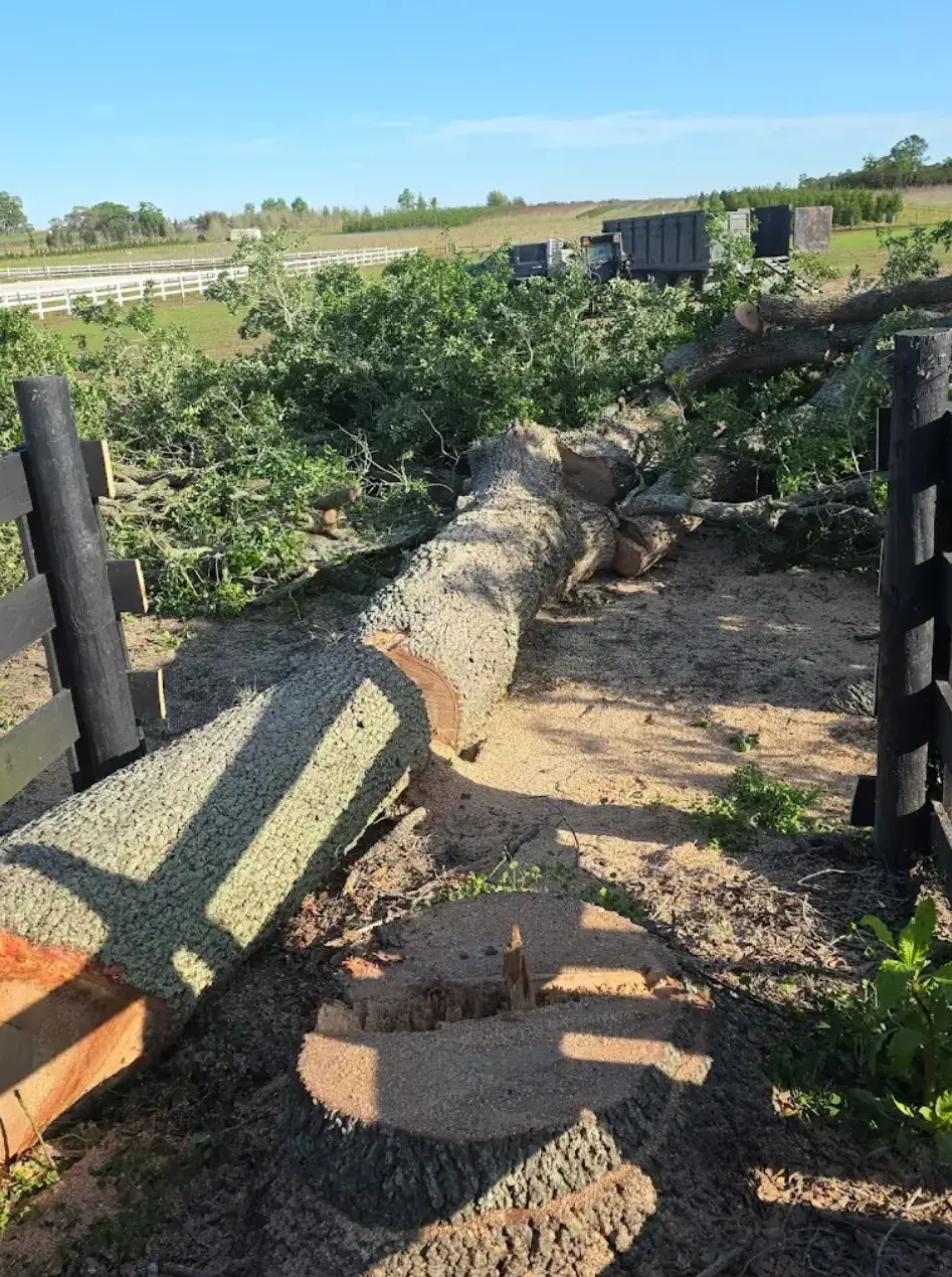 The Benefits of Stump Grinding After Tree Removal