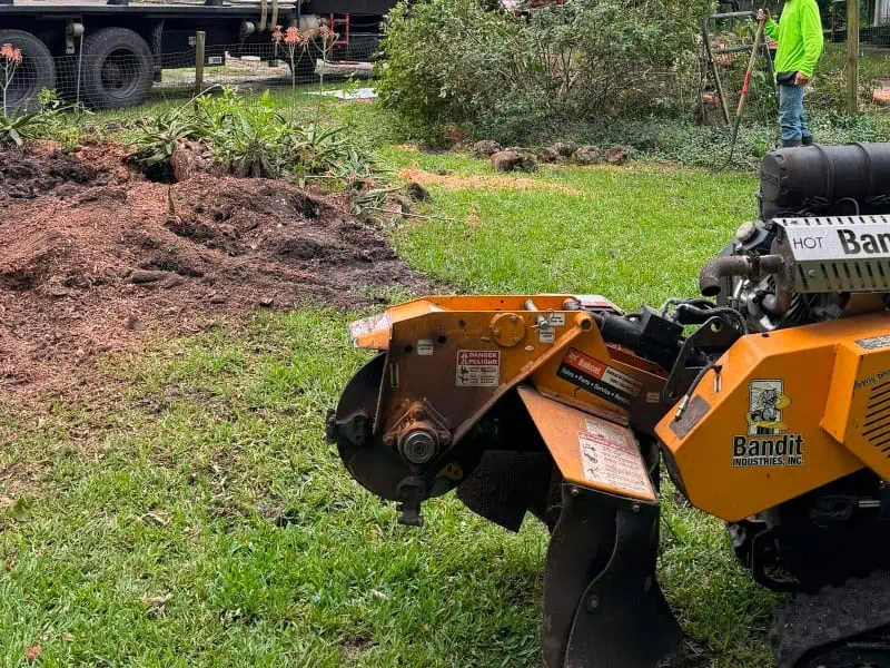 Stump grinding service in Williston FL completed quickly with clean results